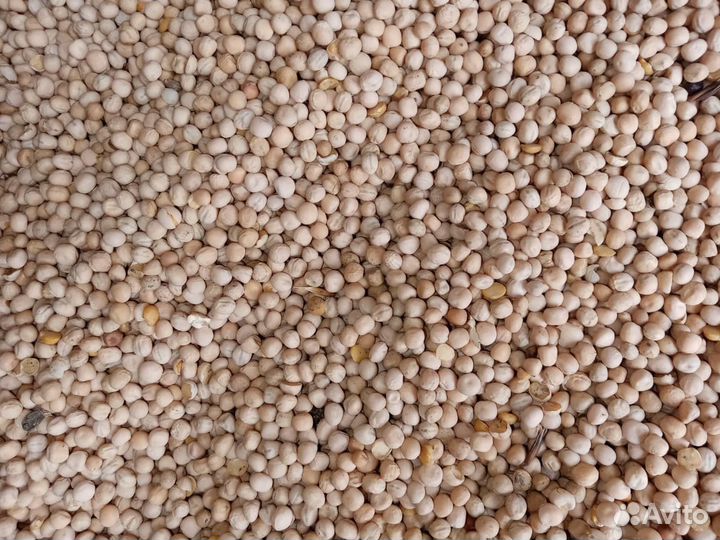 Горох на семена