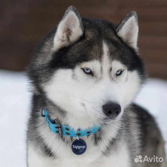 Хаски щенки