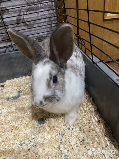 Кролик декоративный