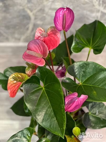 Антуриумы оранжевый, кавалли 21/70см