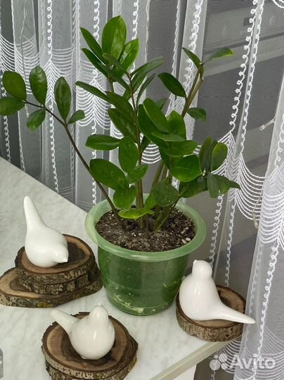 Замиокулькас Долларовое дерево Комнатные цветы