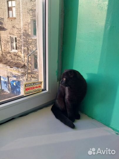 Котик вислоухий
