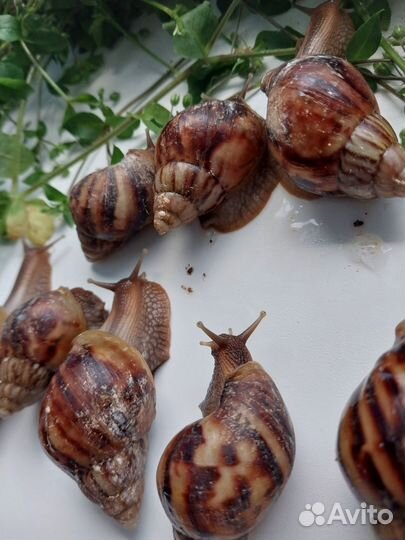 Улитки Африканские отбраковка