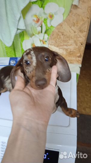 Щенки мини таксы