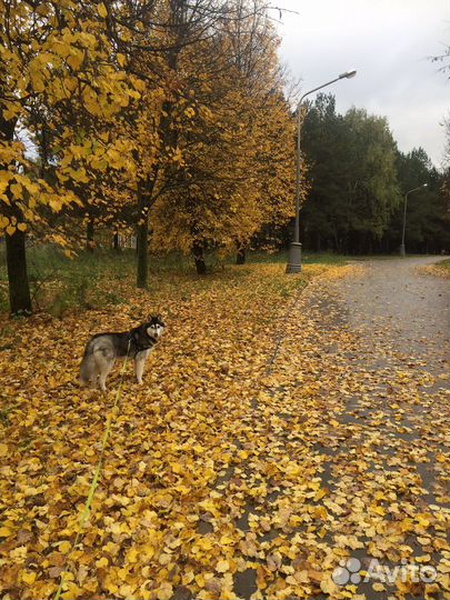 Выгульщик собак