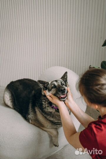 Собака в добрые руки