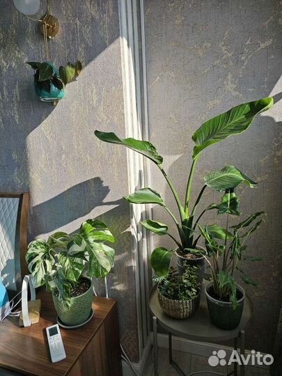 Консультация/Уход за домашними цветами