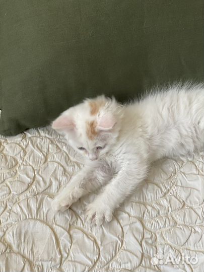 Котенок мальчик