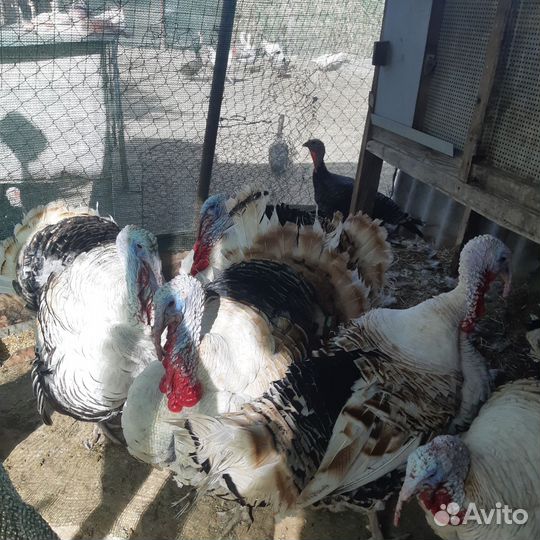 Молодые индюки