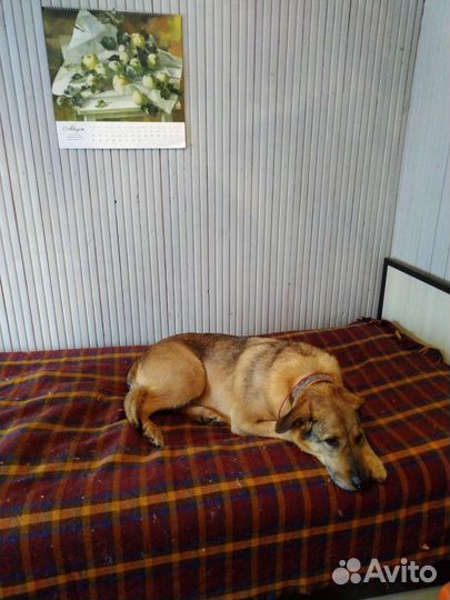 Передержка собак в частном доме