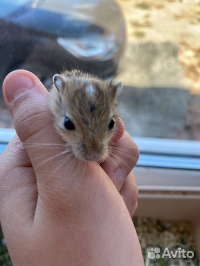 Мышь песчанка