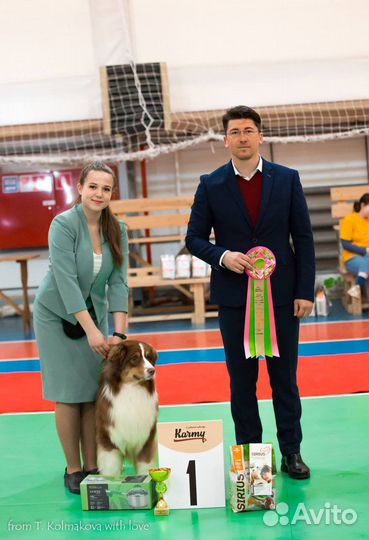 Хендлер (подготовка и показ собаки на выставке)