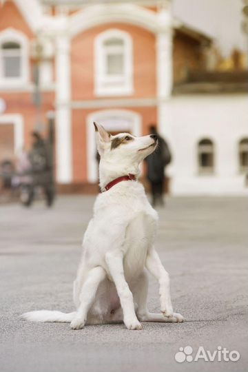 Щенок 5 мес девочка в добрые руки