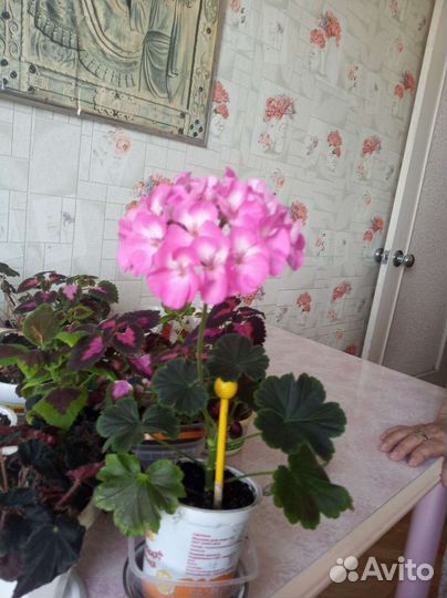 Герань пеларгония