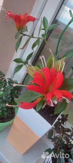 Эсхинантус жар птица