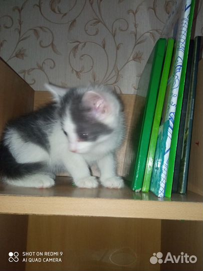 Отдам котят в добрые руки