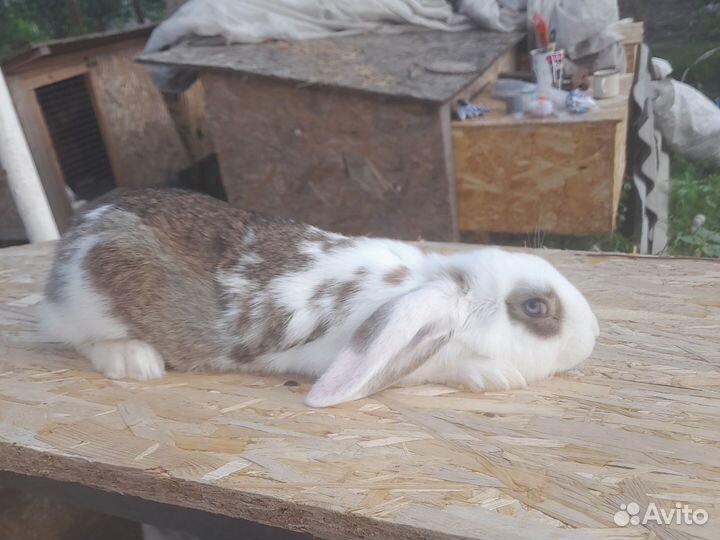 Кролики французкий баран