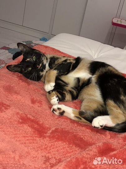 Кошка