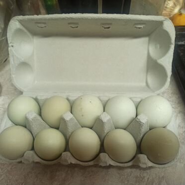 Инкубационное яйцо кур Русская хохлатка