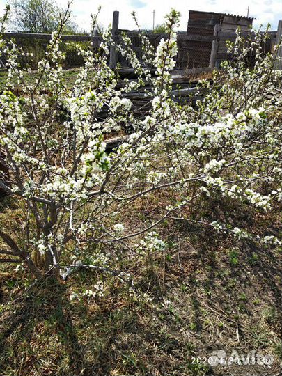 Саженцы слива, вишня, смородина, малина