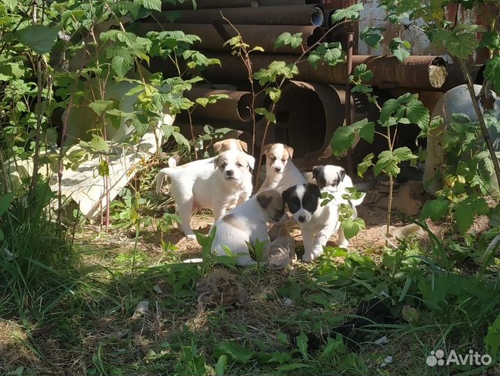Щенки ищут дом
