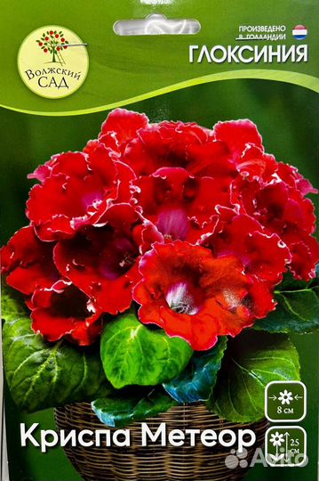 Глоксиния клубни