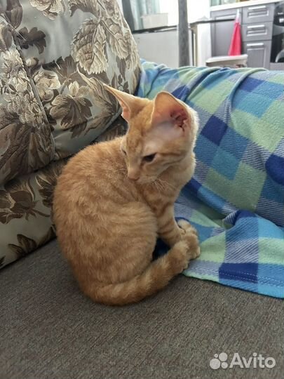 Котята сфинкс браш бесплатно