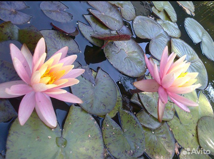 Растение для пруда и водоёмом