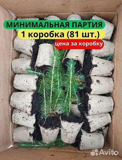 Саженцы сосны зкс в розницу