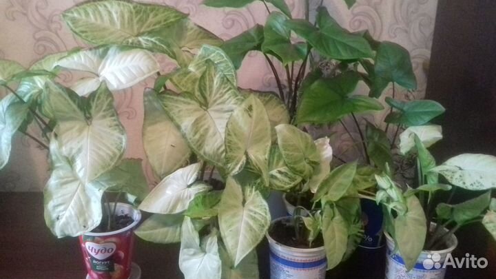 Комнатные цветы