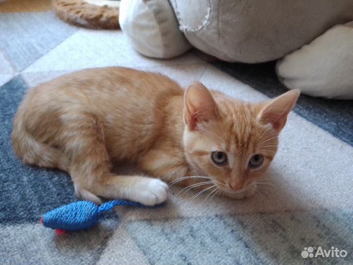 Котята в добрые руки даром