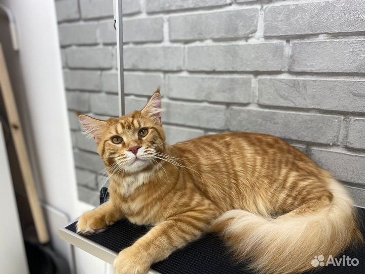 Стрижка кошек с выездом на дом