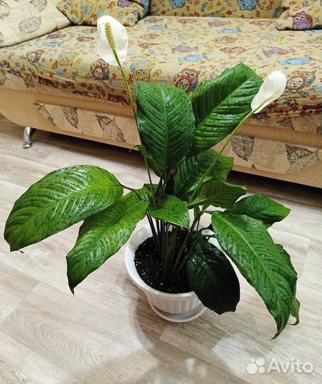 Спатифиллум