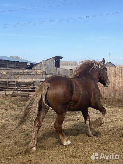 Жеребец тяжеловоз советский