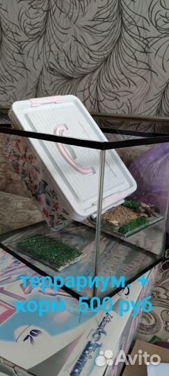Террариум для рептилий