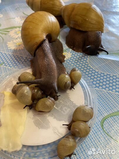 Архахатины иктерики