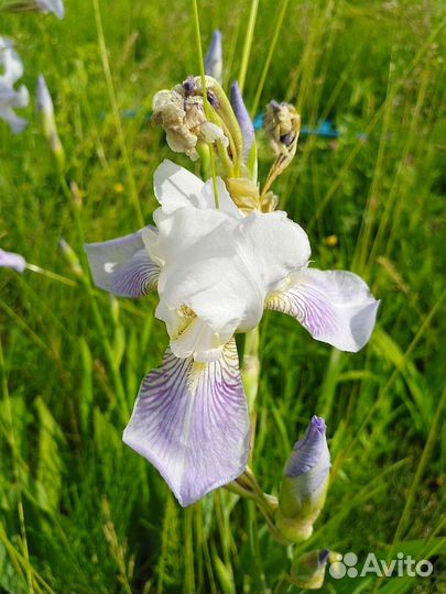 Ирис садовый