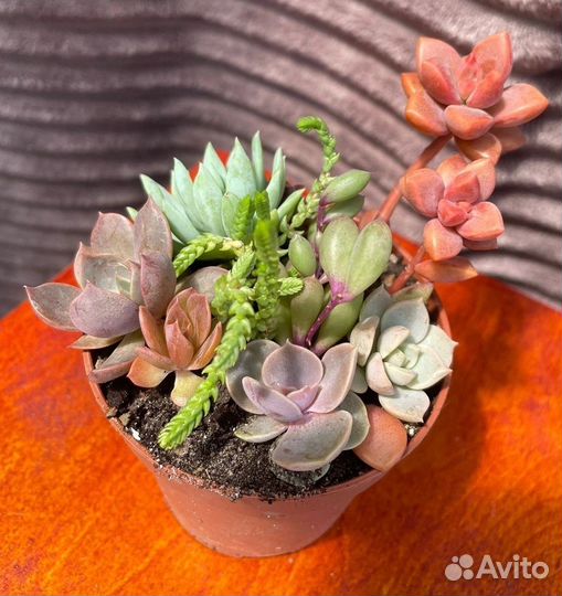 Суккуленты