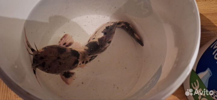 Сом клариус