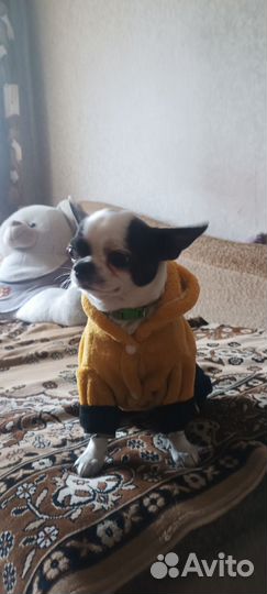 Чихуахуа мини