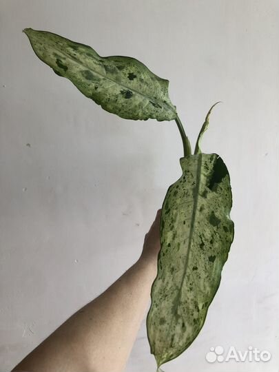 Диффенбахии