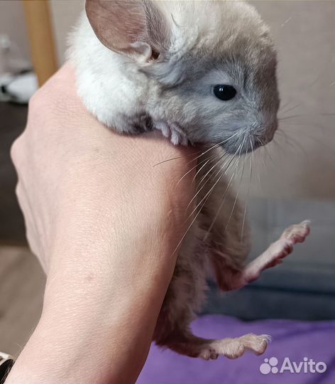 Шиншиллята