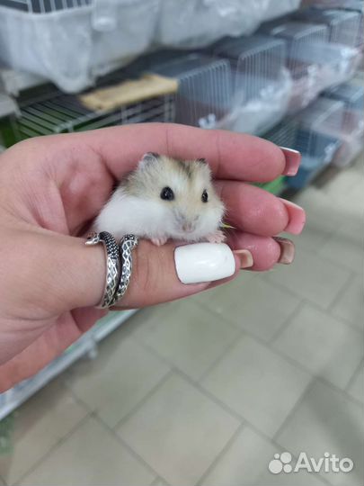 Джунгарский хомяк