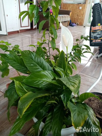 Спатифиллум уоллиса