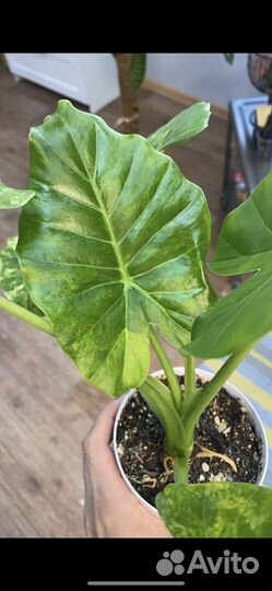 Алоказия гагеана вариегатная