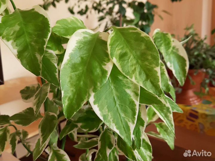 Цветок комнатный