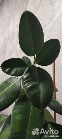 Фикус каучуковый