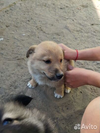 Собака в добрые руки щенок