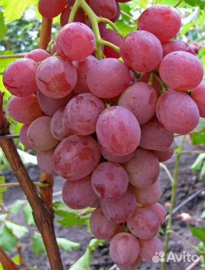 Виноград зимостойкие сорта