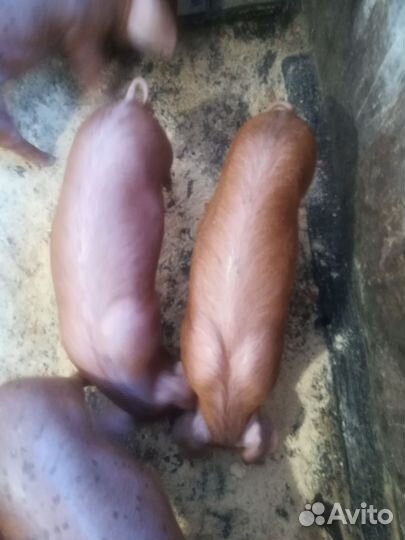 Поросят дюрок